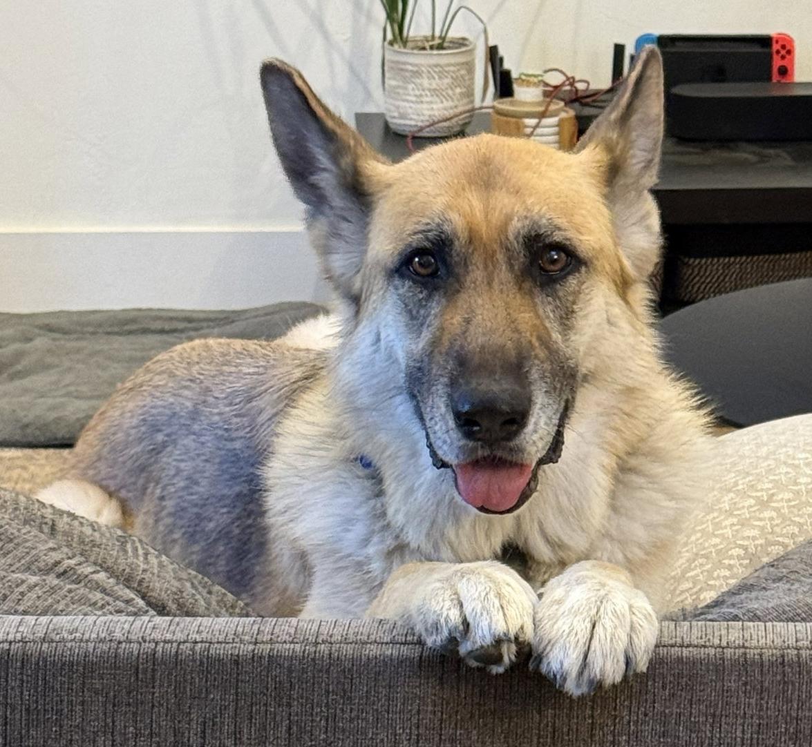 Enlarge Zoey, a Adoptable German Shepherd Dog in Bothell, WA image 3/3