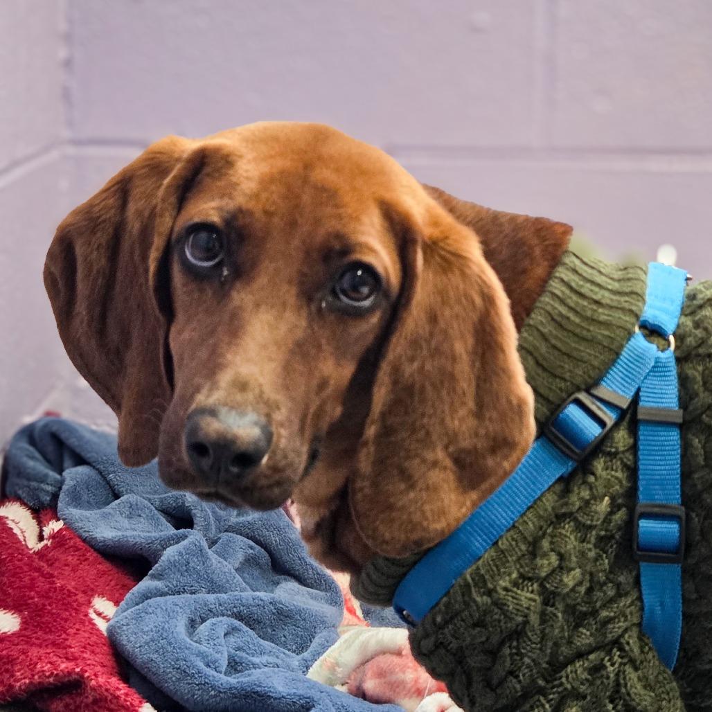 Enlarge Ginger, a Adoptable Redbone Coonhound in Newport, TN image 1/6