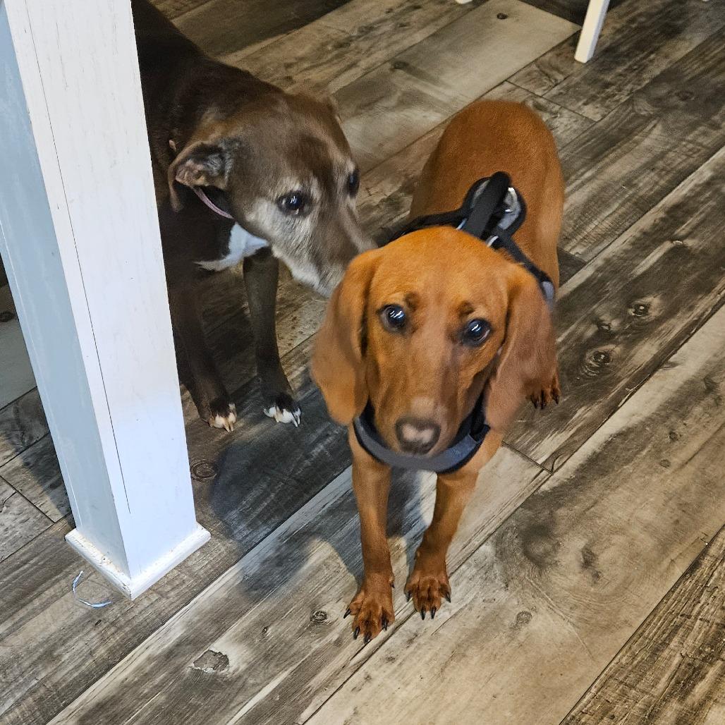 Enlarge Ginger, a Adoptable Redbone Coonhound in Newport, TN image 2/6