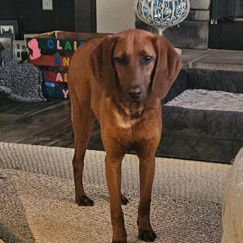 Enlarge Ginger, a Adoptable Redbone Coonhound in Newport, TN image 3/6