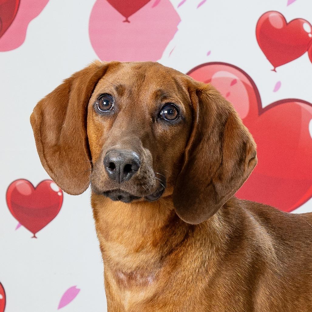 Enlarge Ginger, a Adoptable Redbone Coonhound in Newport, TN image 4/6