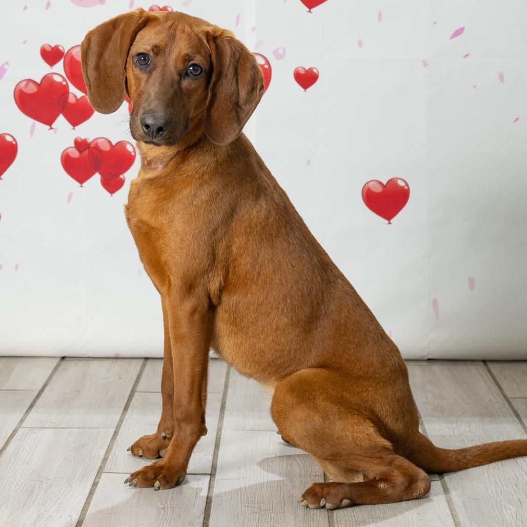 Enlarge Ginger, a Adoptable Redbone Coonhound in Newport, TN image 5/6