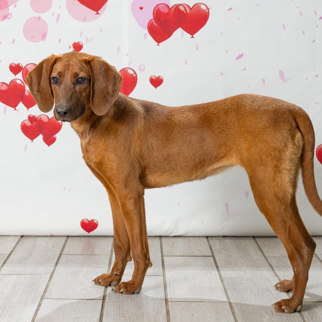 Enlarge Ginger, a Adoptable Redbone Coonhound in Newport, TN image 6/6