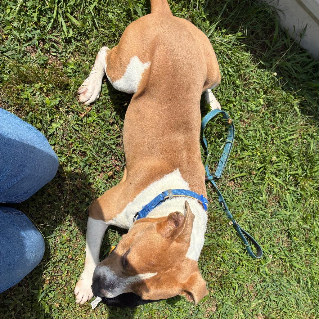 Buster, Adoptable, Adult Male Mixed Breed.