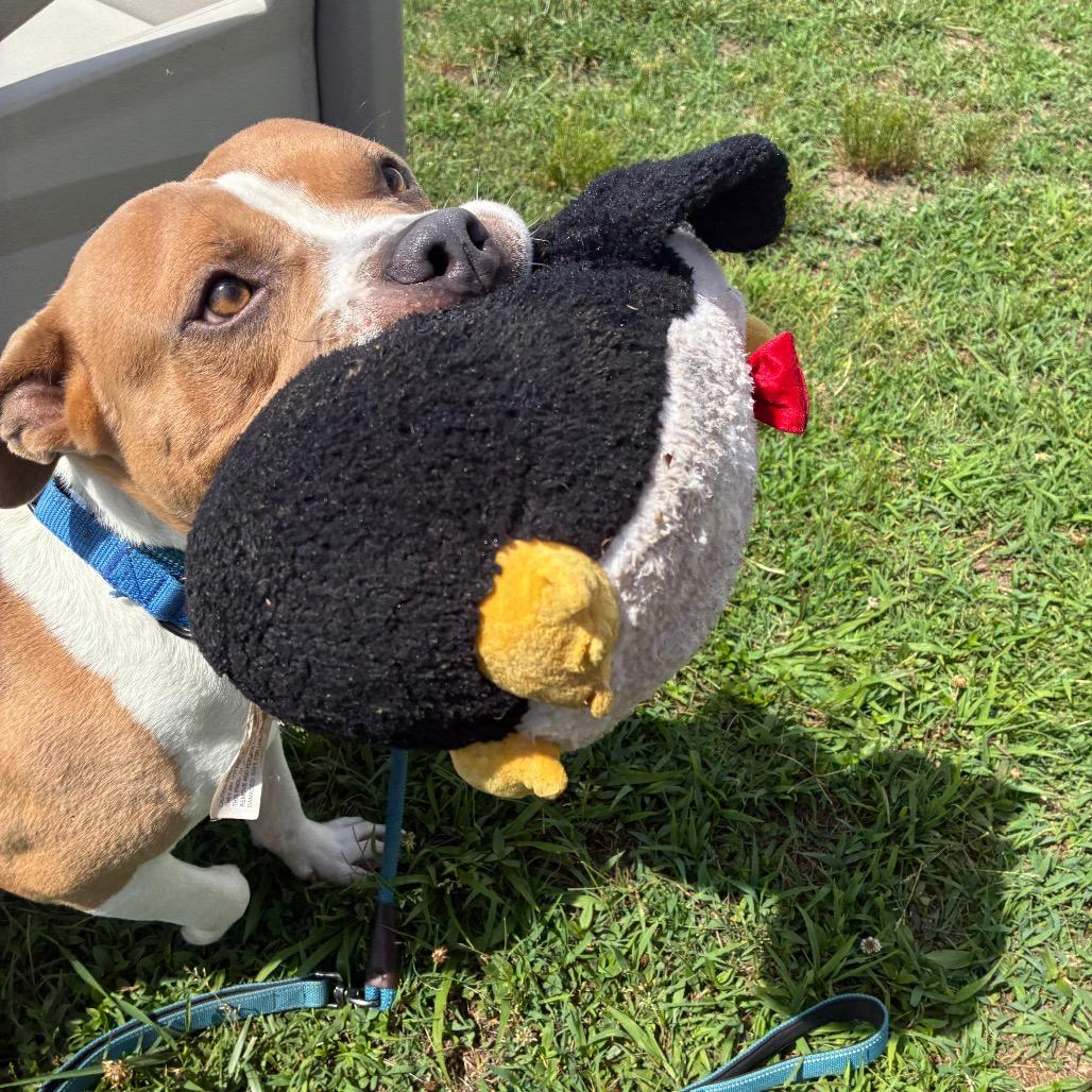 Enlarge Buster, a Adoptable Mixed Breed in Fredericksburg, VA image 2/6