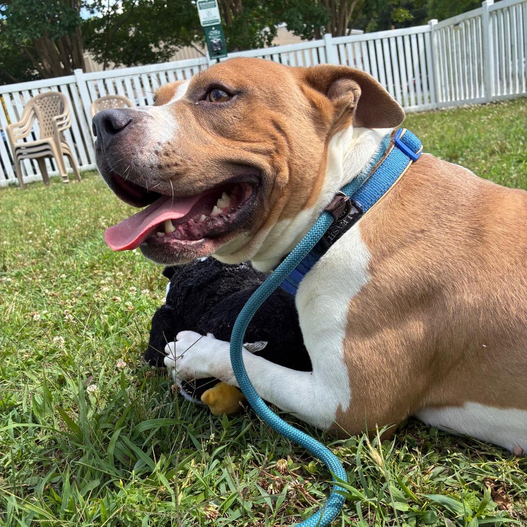 Enlarge Buster, a Adoptable Mixed Breed in Fredericksburg, VA image 4/6