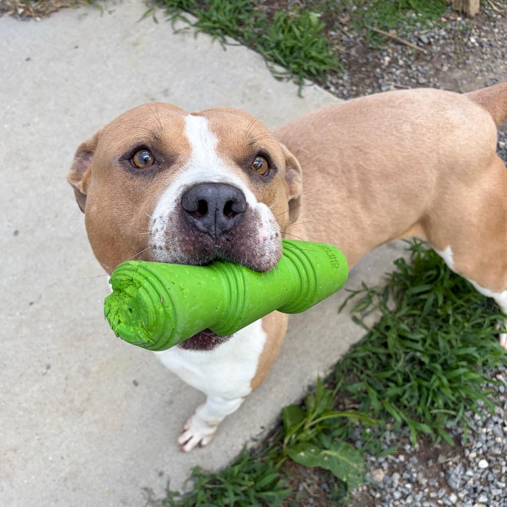 Enlarge Buster, a Adoptable Mixed Breed in Fredericksburg, VA image 5/6