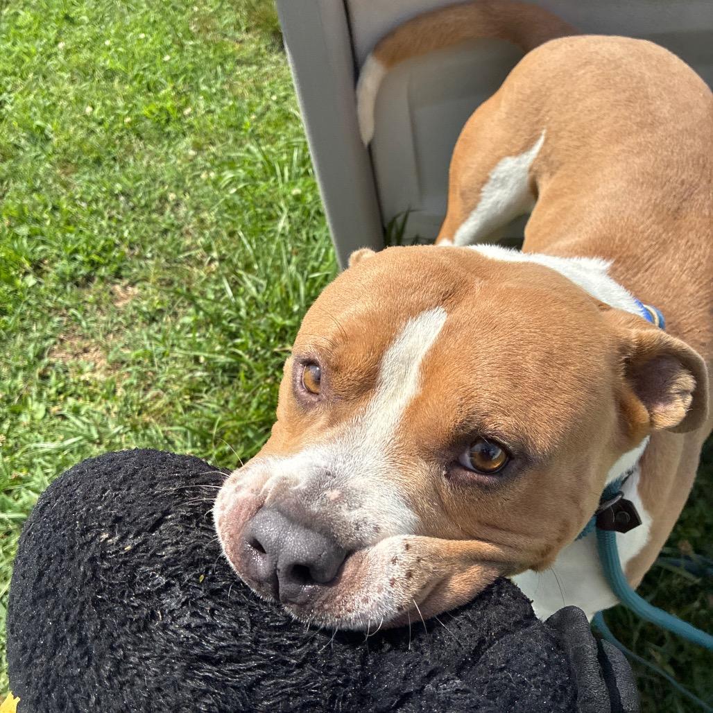 Enlarge Buster, a Adoptable Mixed Breed in Fredericksburg, VA image 6/6