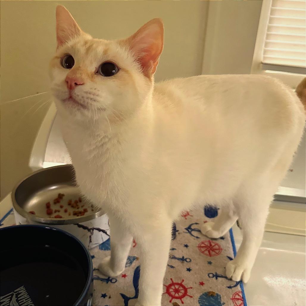 Sizzle, Adoptable, Young Female Siamese.