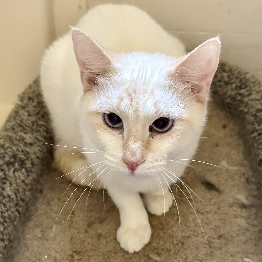 Sizzle, a Adoptable Siamese in Pittsburg, KS image 2/3