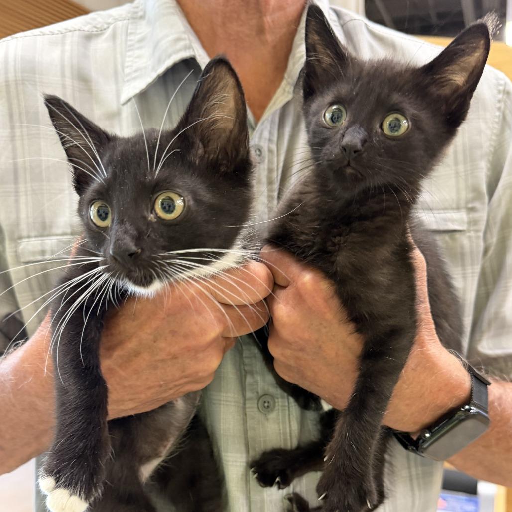 Ace, Adoptable, Kitten Male Domestic Short Hair.