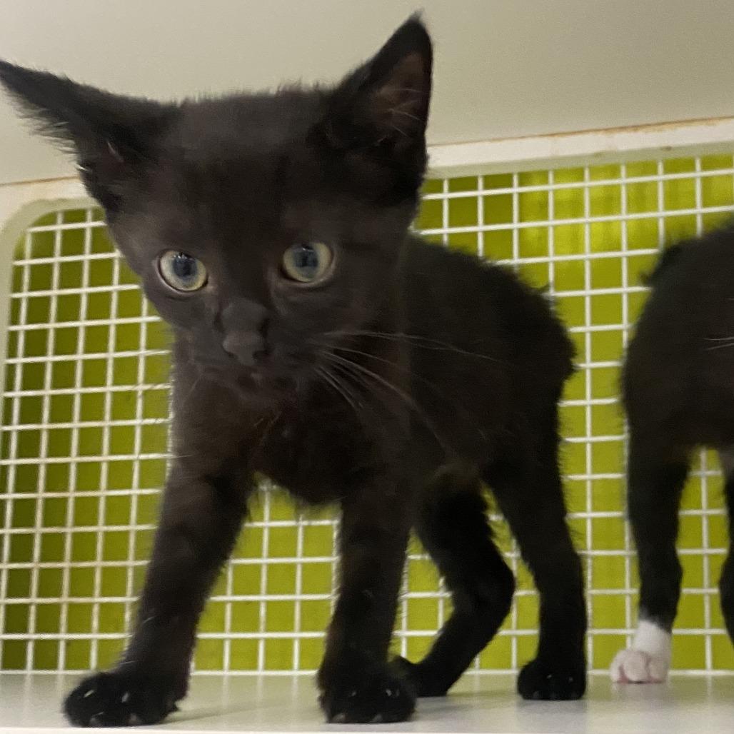 Ace, a Adoptable Domestic Short Hair in Tallahassee, FL image 2/3