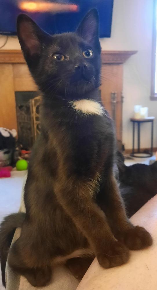 Enlarge Lucky Bob, a Adoptable Domestic Short Hair in Albany, WI image 1/2