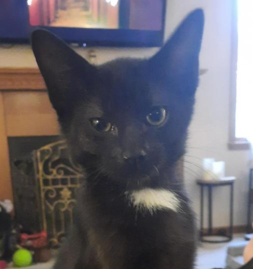 Enlarge Lucky Bob, a Adoptable Domestic Short Hair in Albany, WI image 2/2