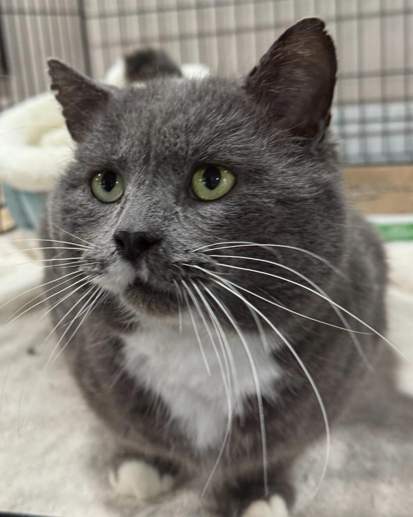 Enlarge Bobarino - CHOW HOUND - ADOPTION PENDING!, an adopted Domestic Short Hair in Grand Rapids, MI image 1/1