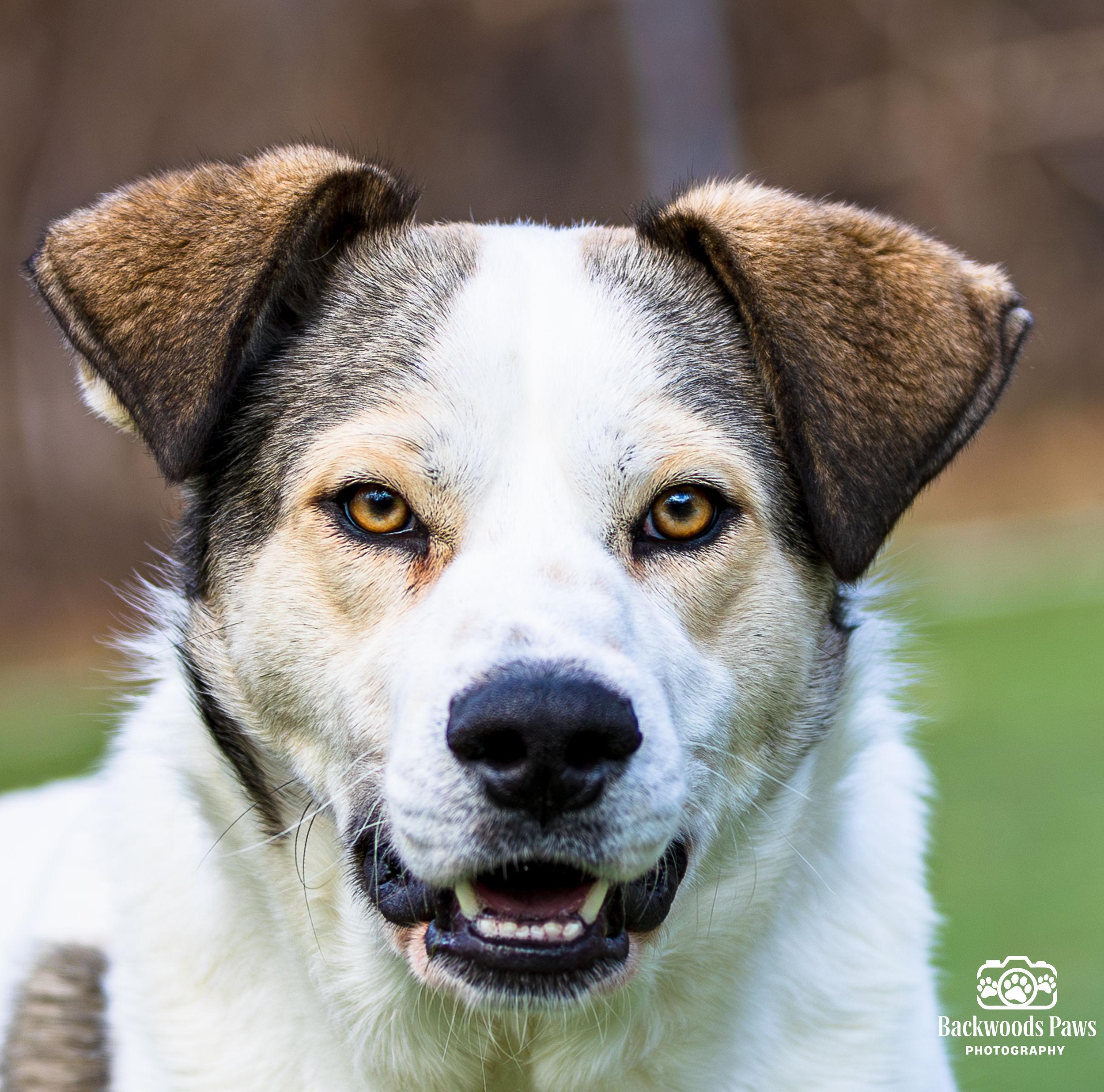 Enlarge Ruffles, a ADOPTABLE mixed breed in Ocean View, NJ image 1/5