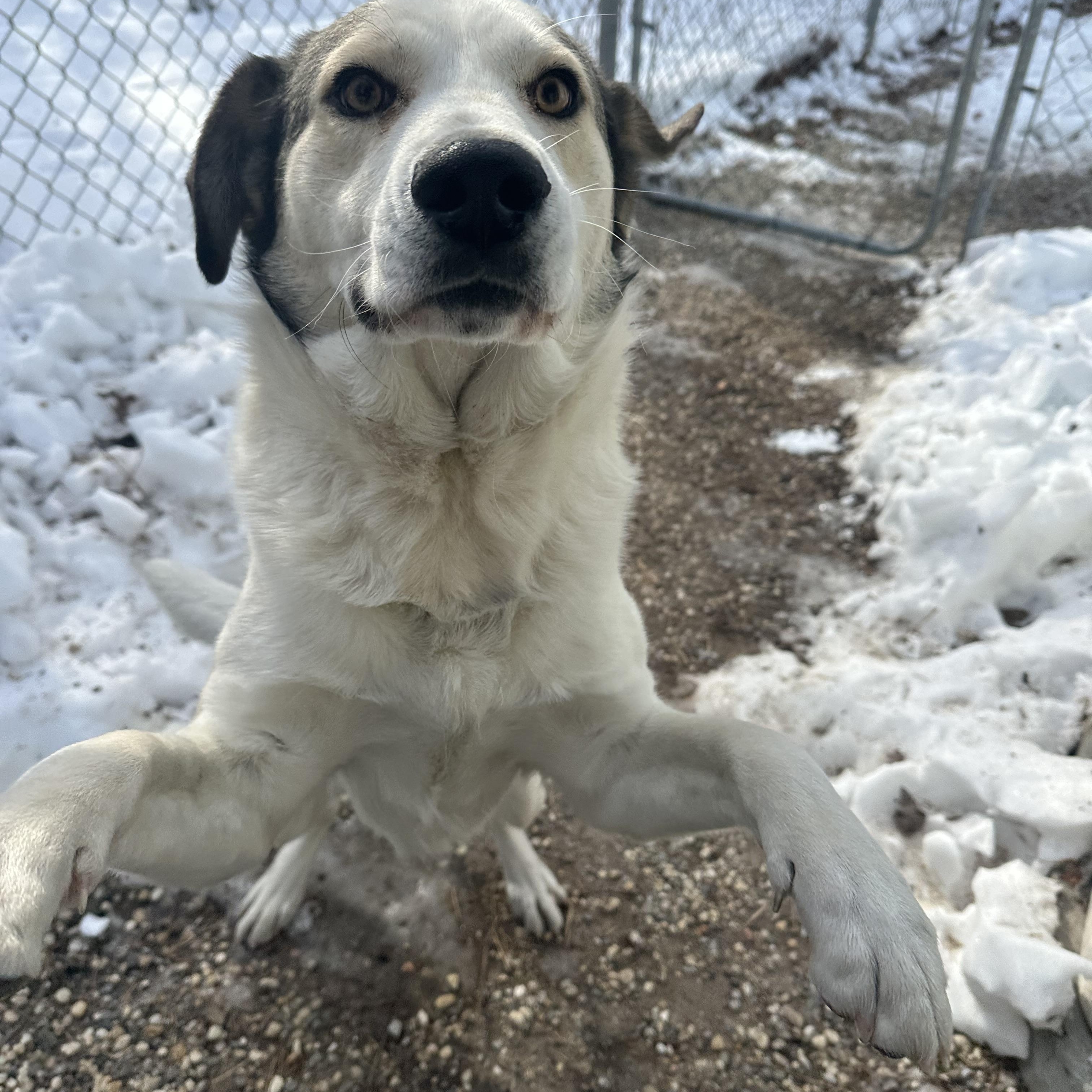 Enlarge Ruffles, a ADOPTABLE mixed breed in Ocean View, NJ image 4/4