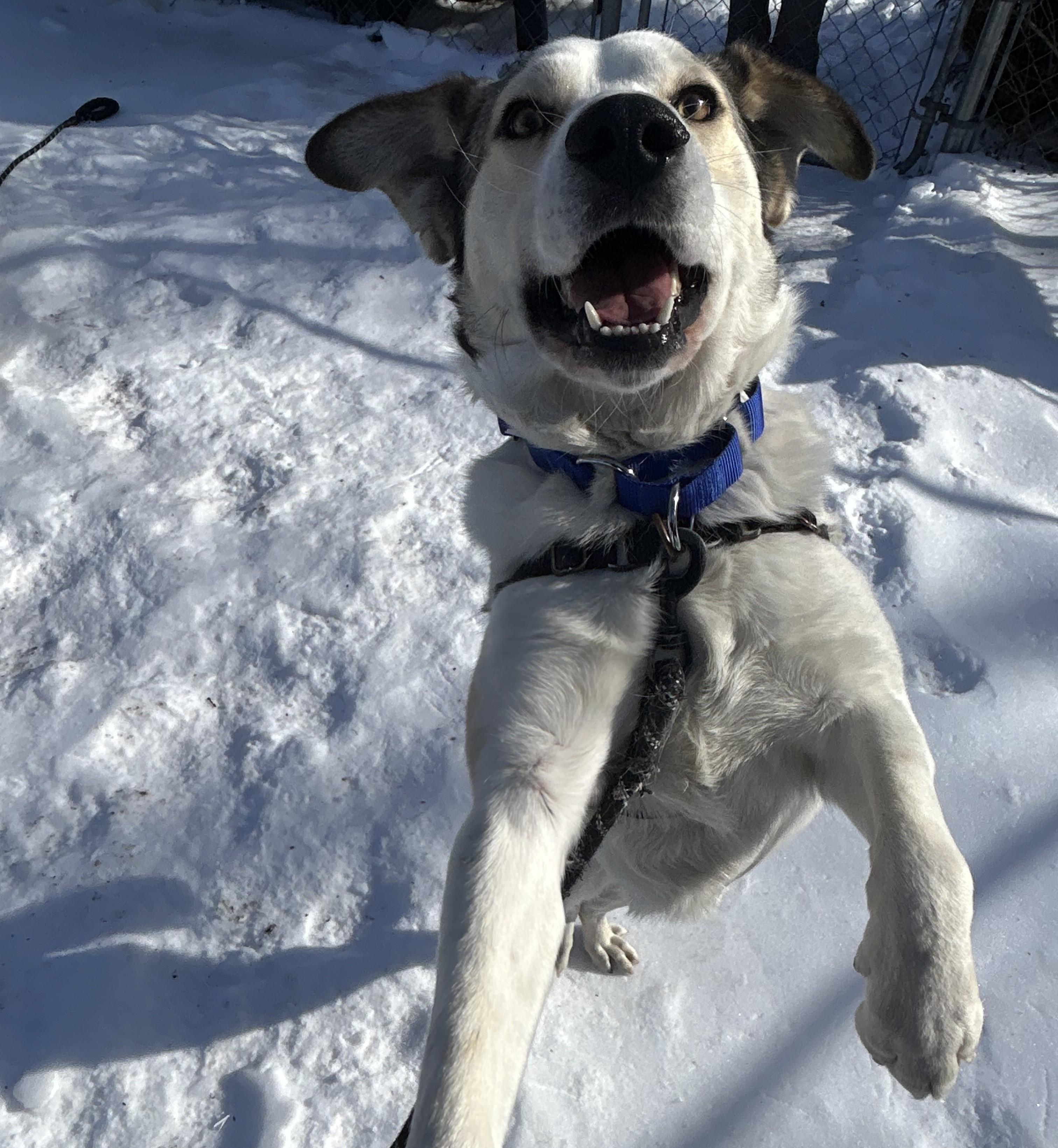 Enlarge Ruffles, a ADOPTABLE mixed breed in Ocean View, NJ image 2/4