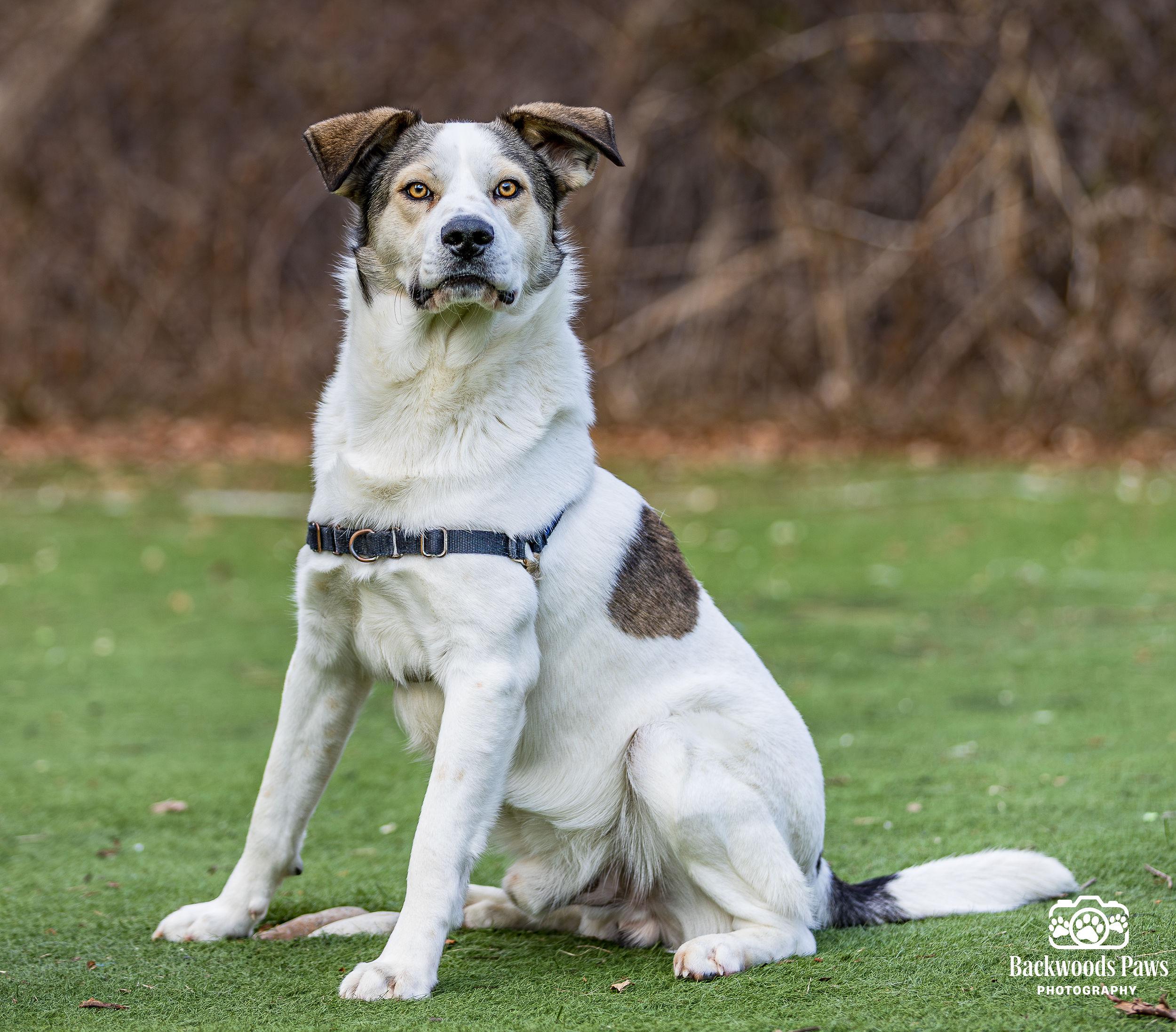 Enlarge Ruffles, a ADOPTABLE mixed breed in Ocean View, NJ image 3/5