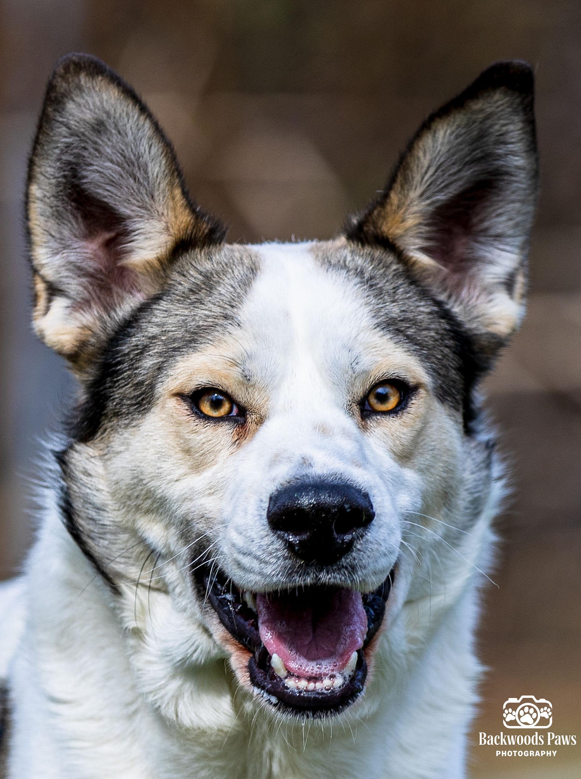 Enlarge Ruffles, a ADOPTABLE mixed breed in Ocean View, NJ image 2/5