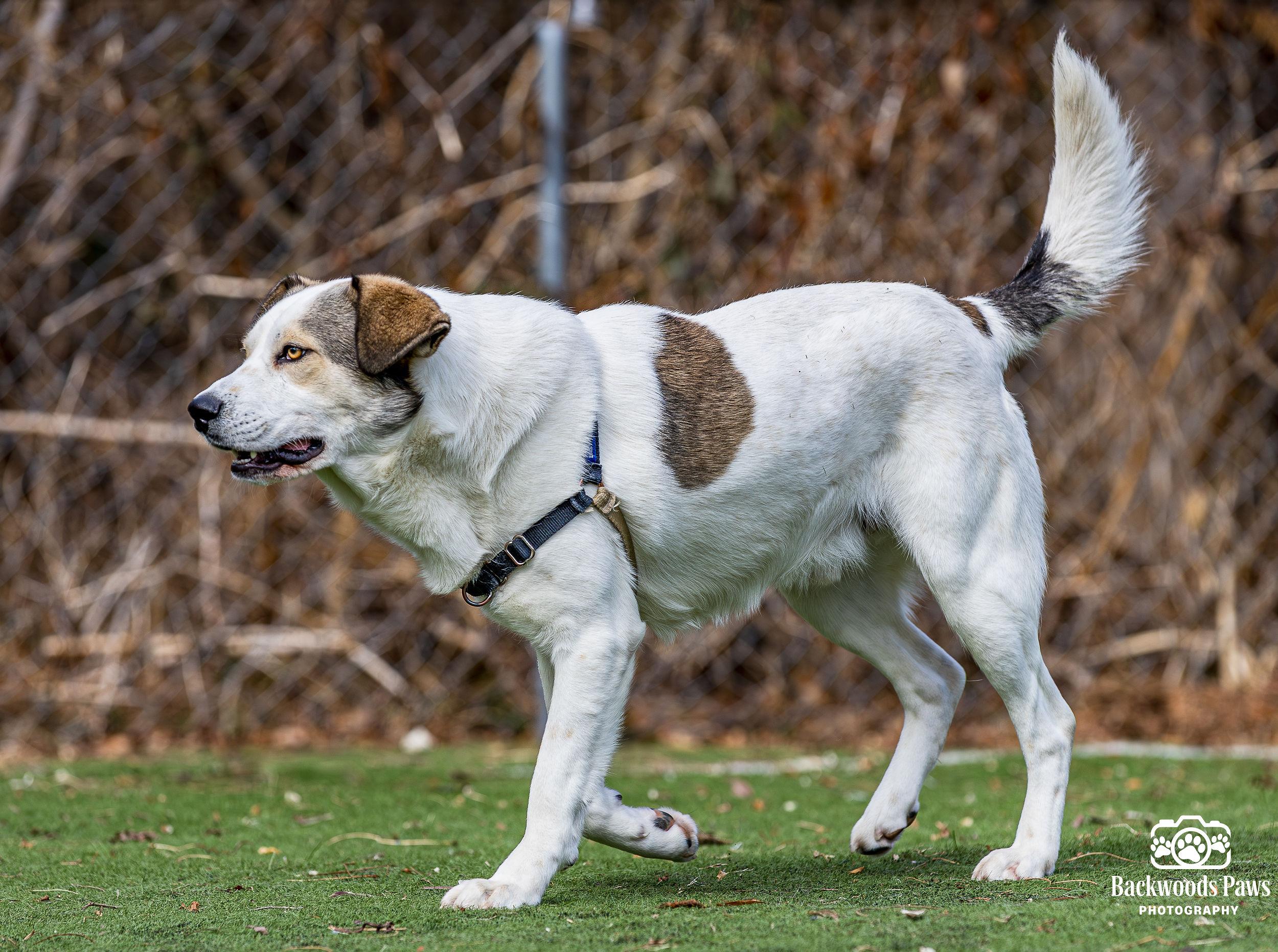 Enlarge Ruffles, a ADOPTABLE mixed breed in Ocean View, NJ image 4/5