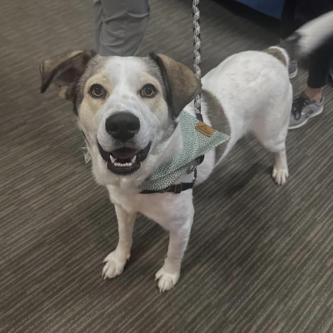 Ruffles, ADOPTABLE, Adult Male Mixed Breed.