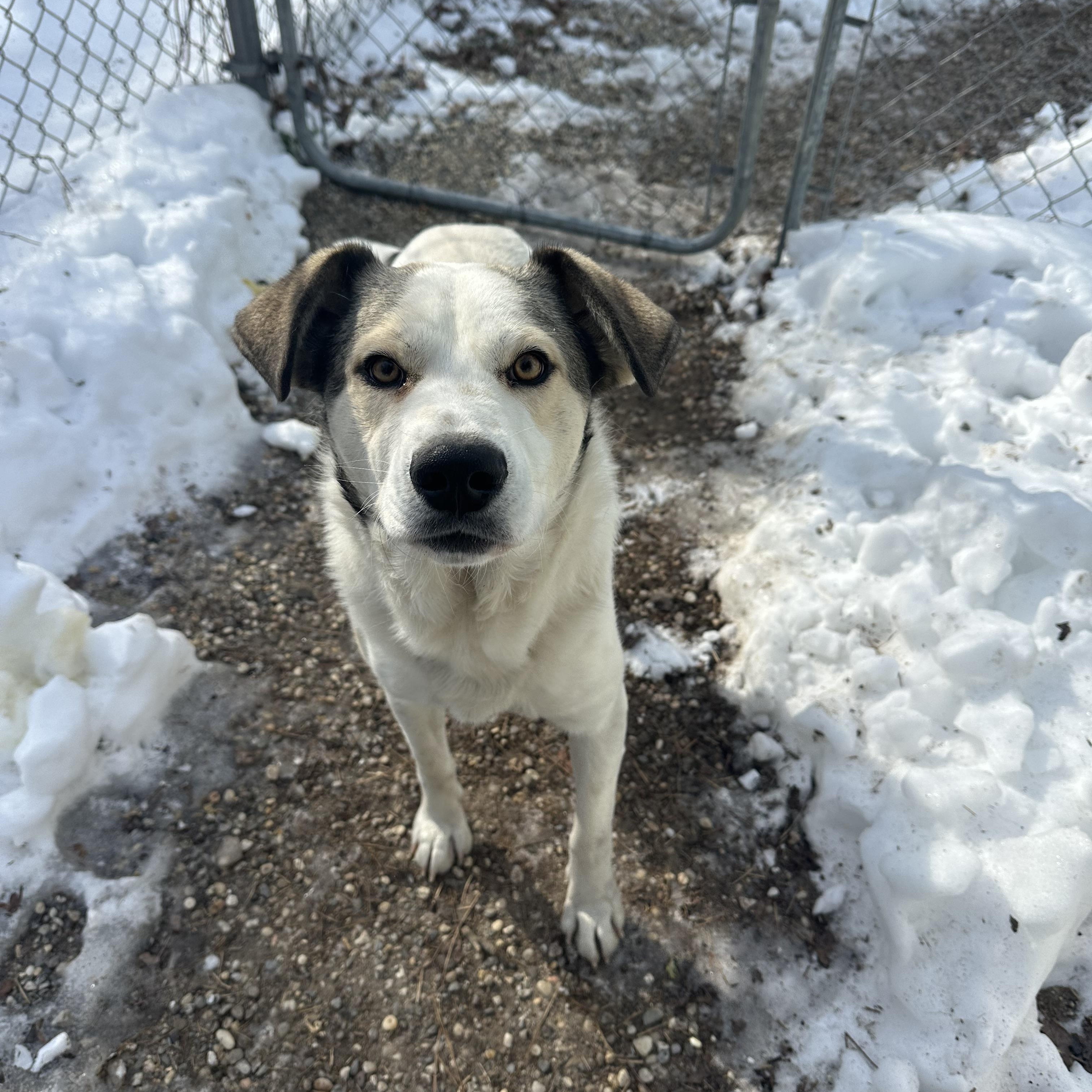 Enlarge Ruffles, a ADOPTABLE mixed breed in Ocean View, NJ image 3/4