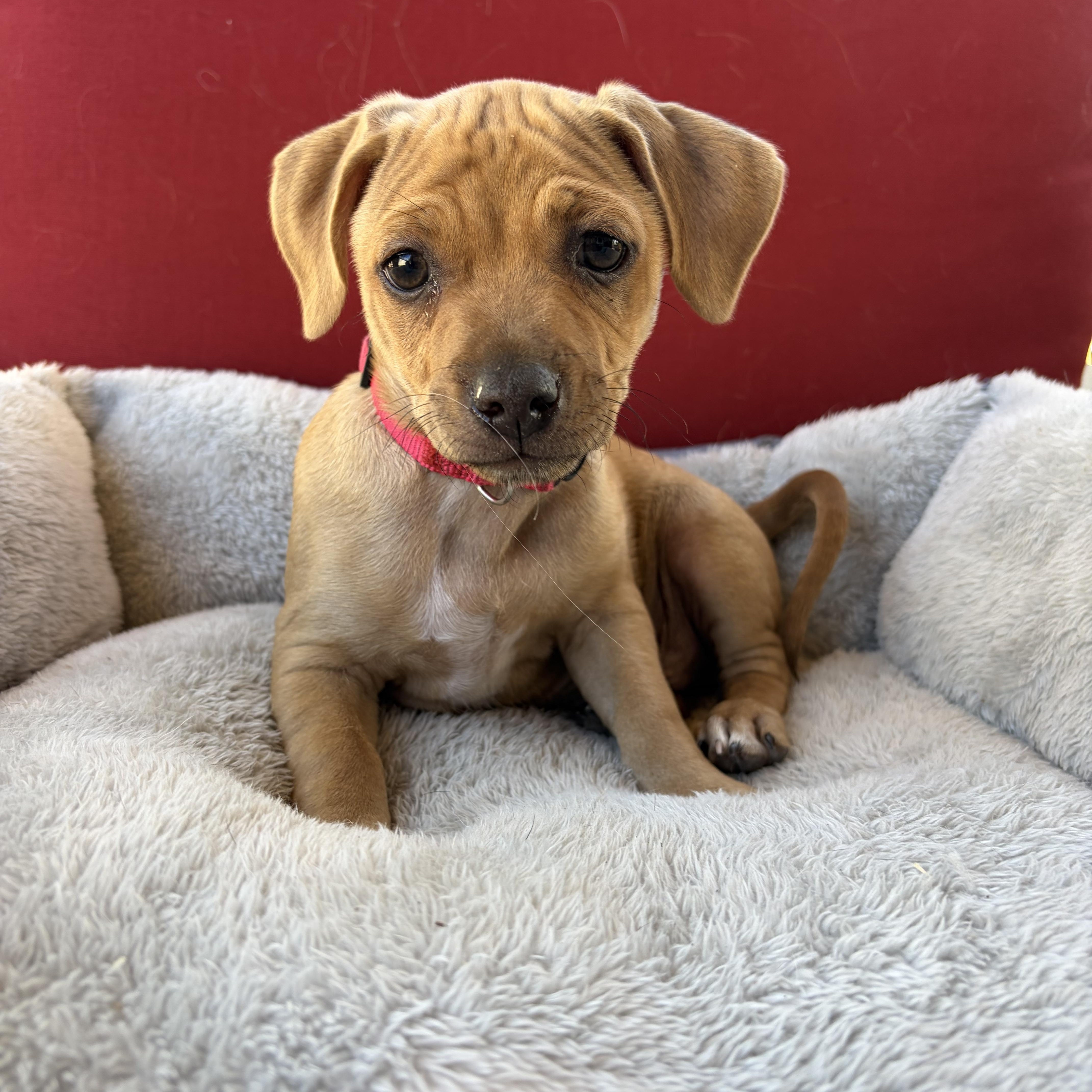 Enlarge Rusty, a Adopted mixed breed in Poway, CA image 2/4