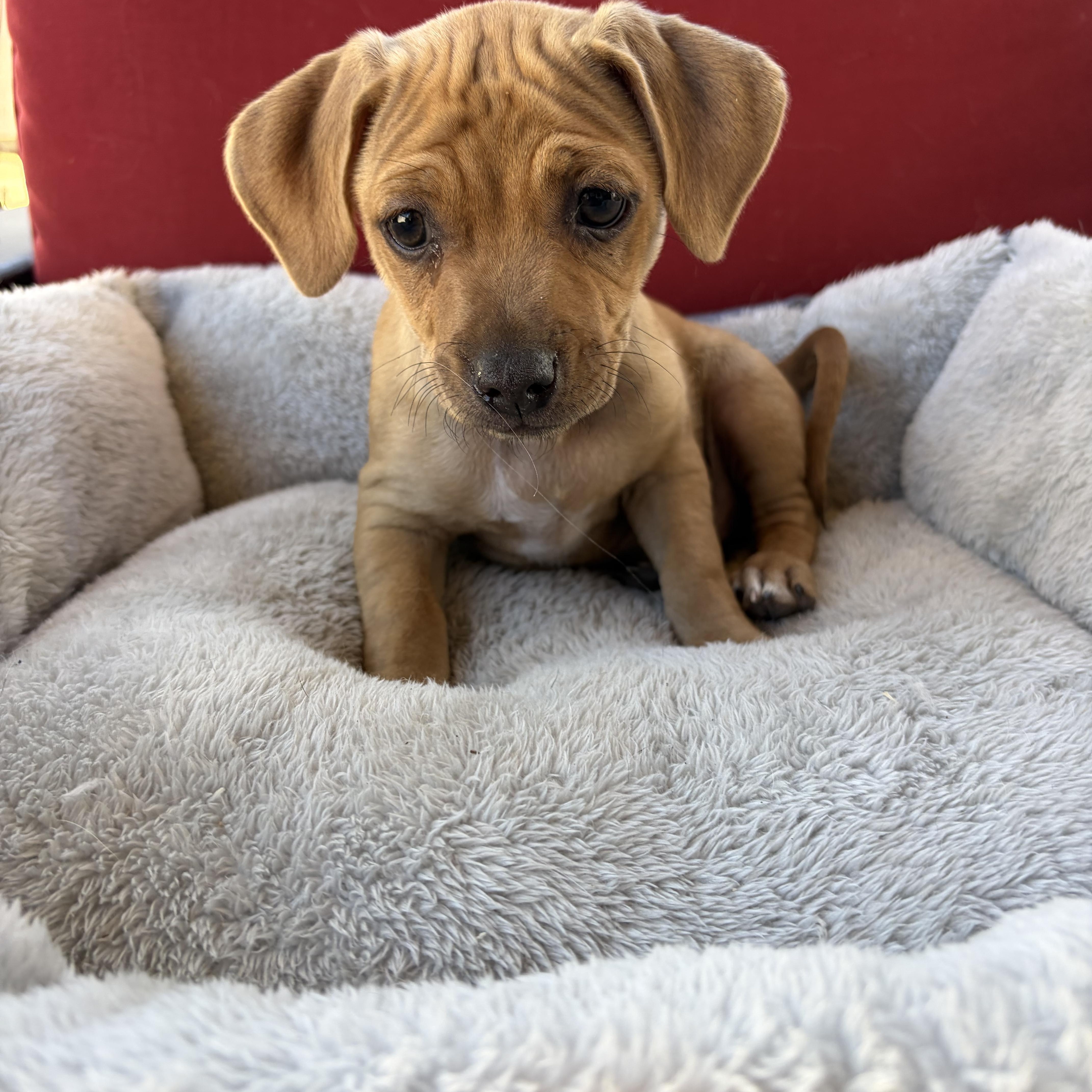 Rusty, Adopted, Puppy Male Chihuahua & Pug.