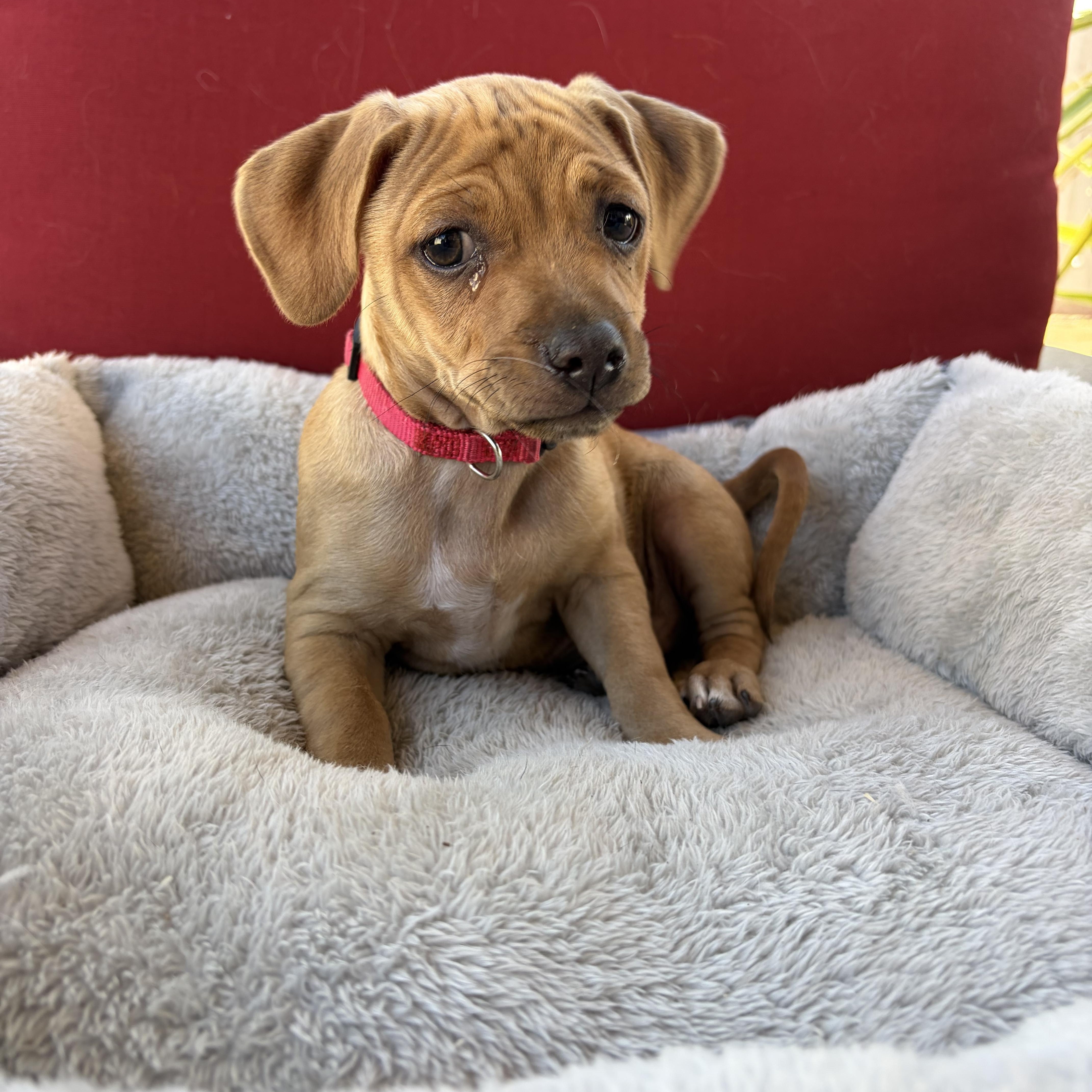 Enlarge Rusty, a Adopted mixed breed in Poway, CA image 4/4
