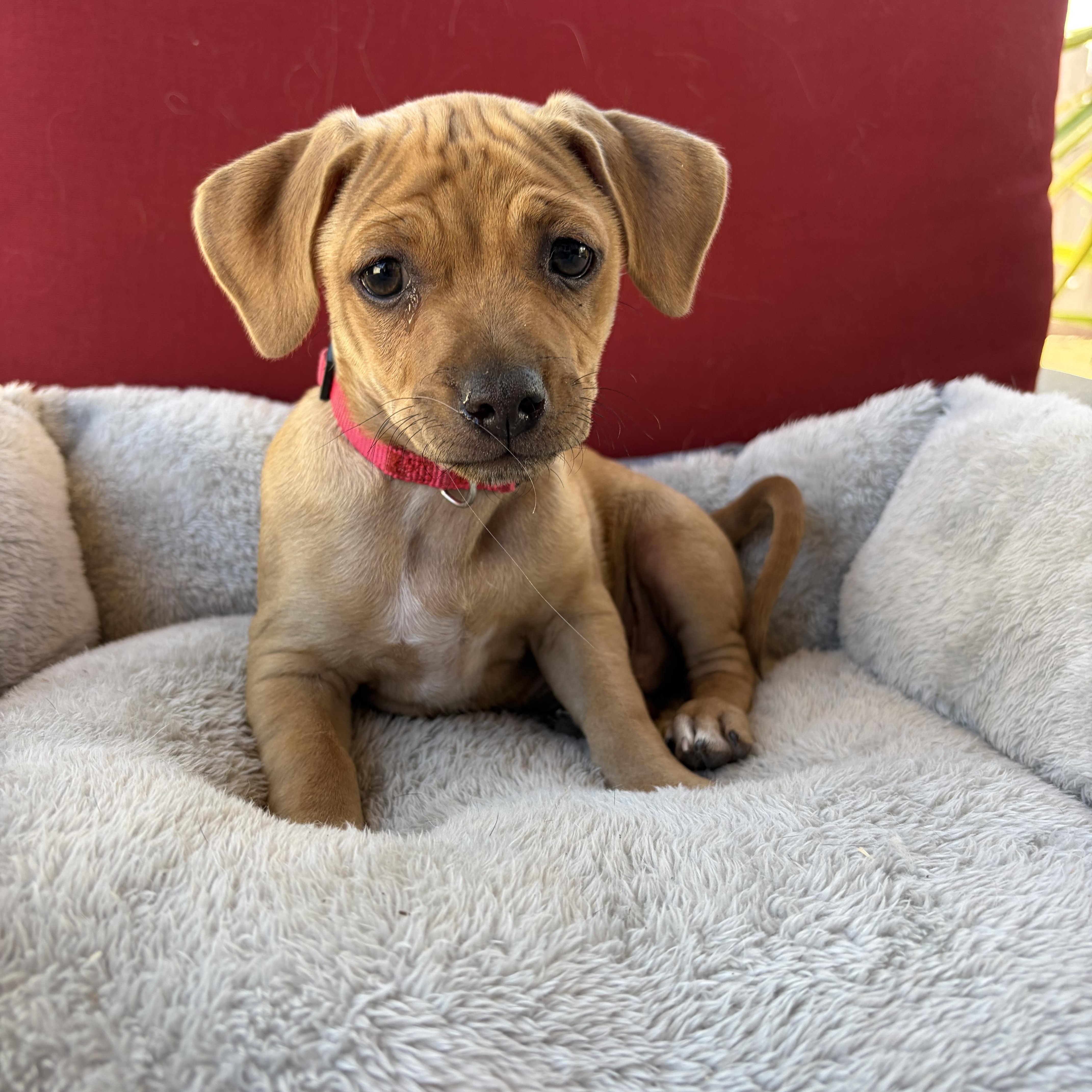 Enlarge Rusty, a Adopted mixed breed in Poway, CA image 3/4