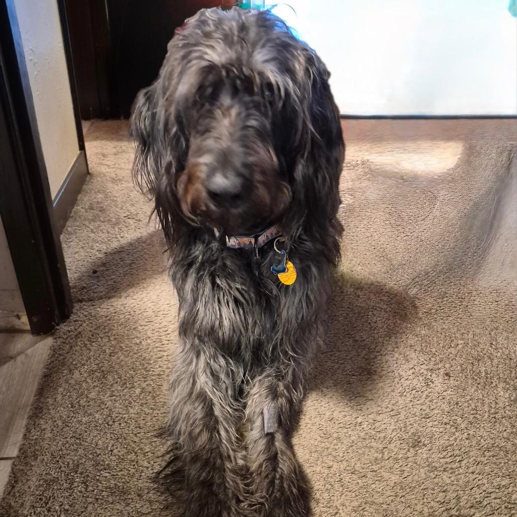 Hank, Adoptable, Adult Male Sheep Dog & Poodle.