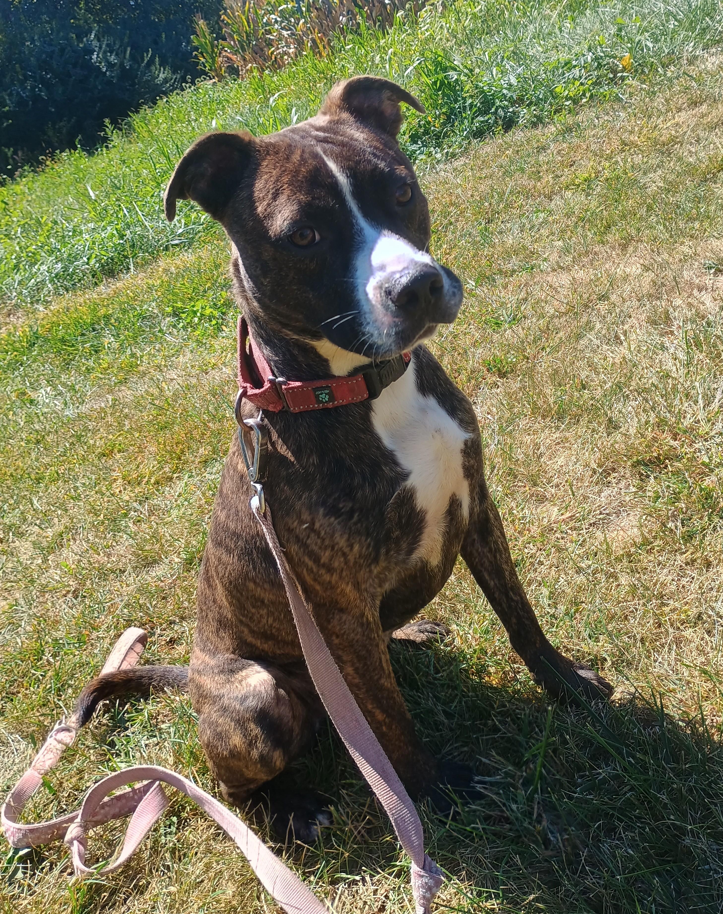 Dillion, Adoptable, Young Male Staffordshire Bull Terrier & Pit Bull Terrier.