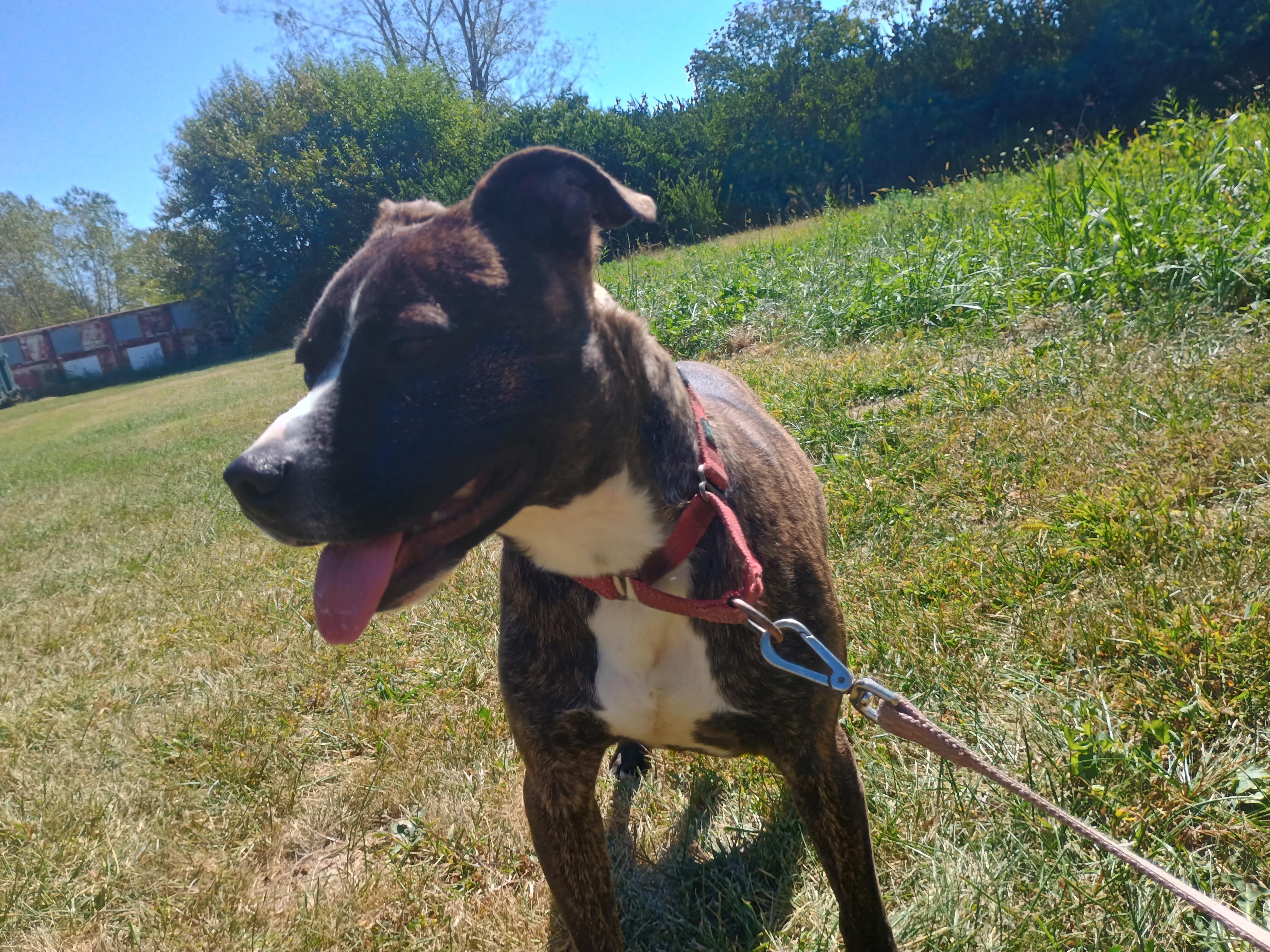 Enlarge Dillion, a Adoptable mixed breed in Liberty, IN image 3/5