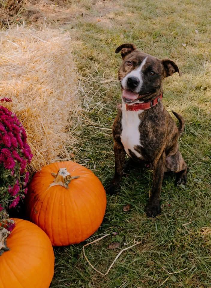 Enlarge Dillion, a Adoptable mixed breed in Liberty, IN image 5/5