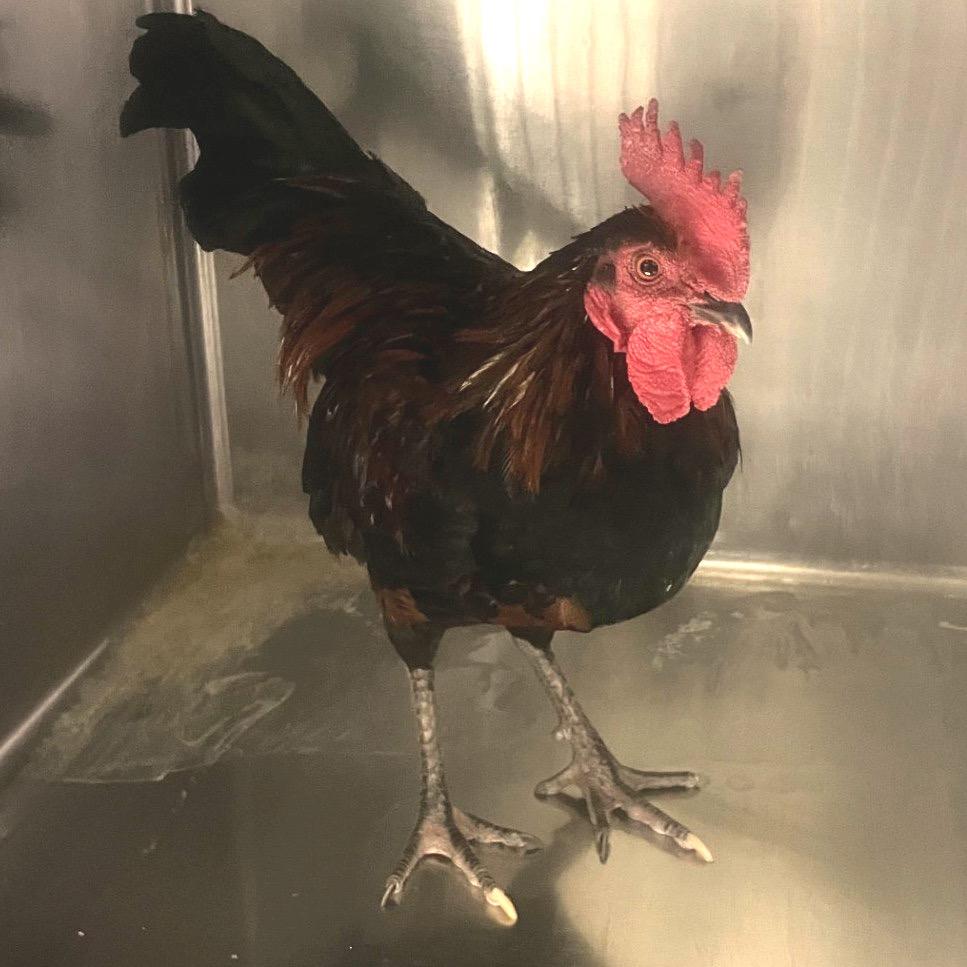 Buster*, Adoptable, Young Male Chicken.