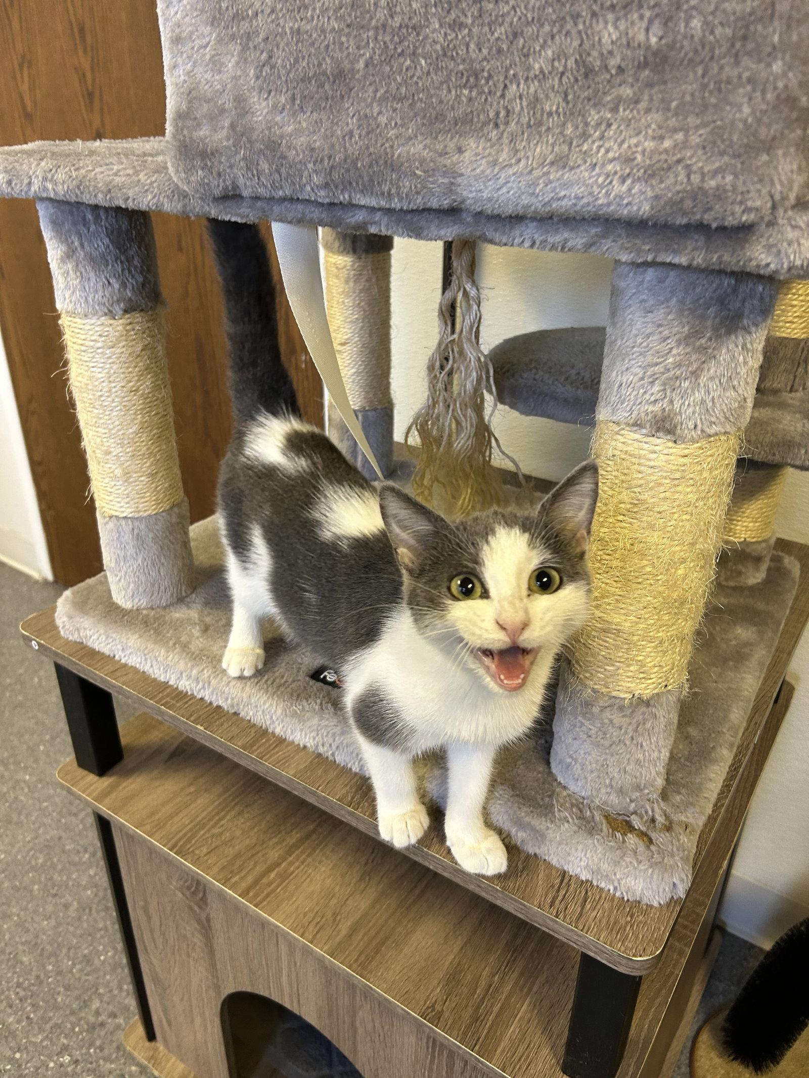 Enlarge Astrid, a Adoptable Domestic Short Hair in Steeleville, IL image 1/3