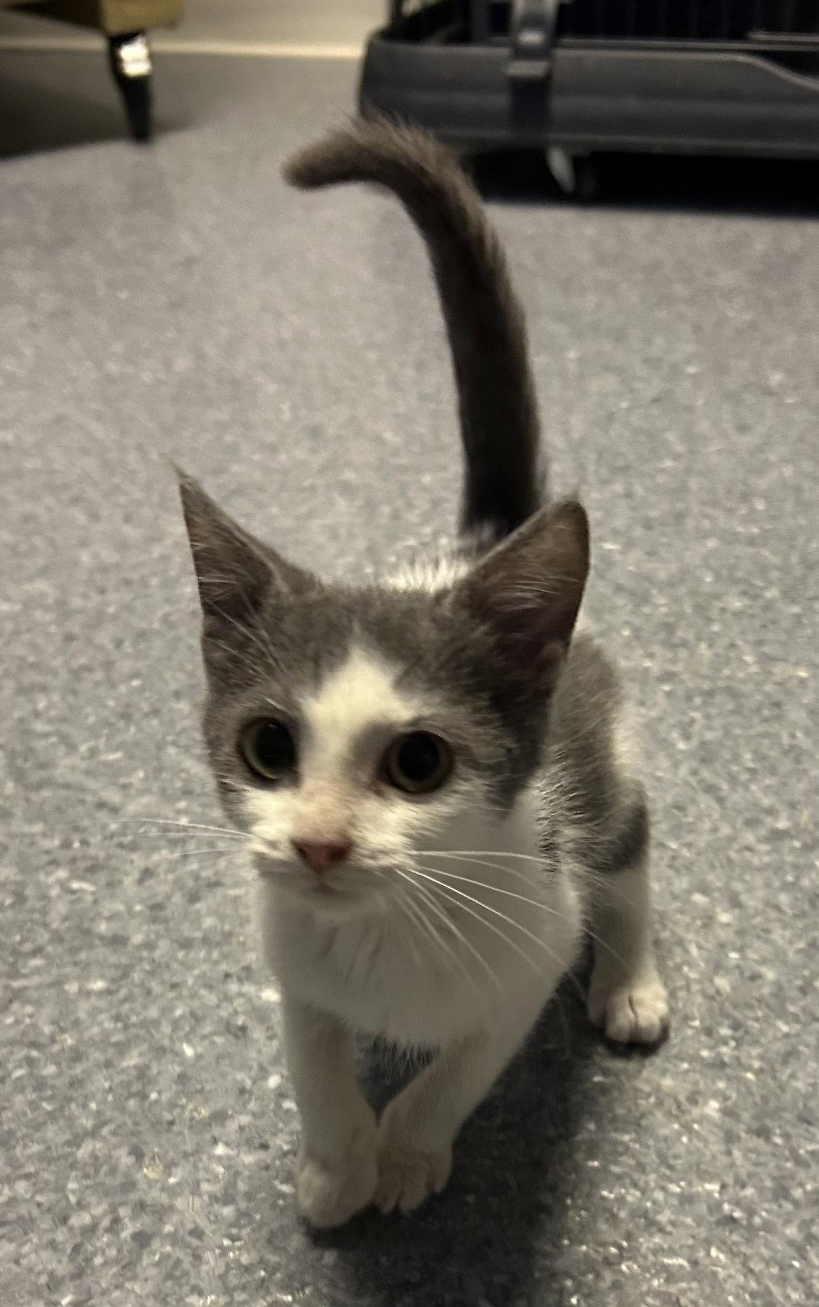 Enlarge Astrid, a Adoptable Domestic Short Hair in Steeleville, IL image 2/3