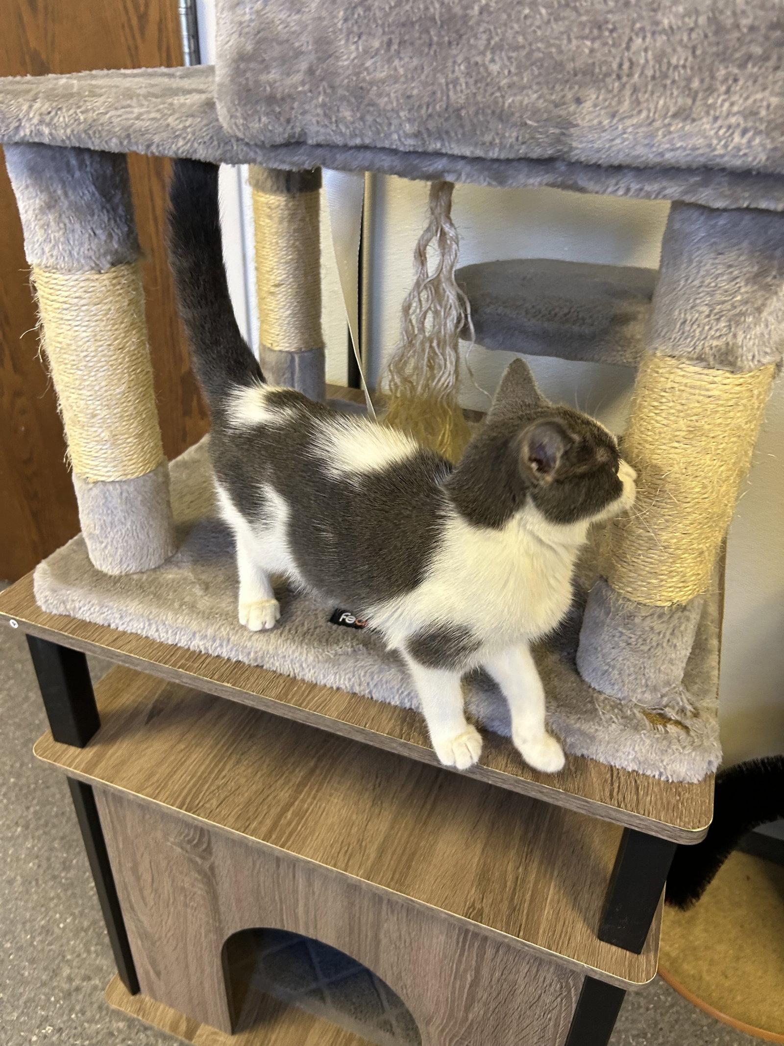 Enlarge Astrid, a Adoptable Domestic Short Hair in Steeleville, IL image 3/3