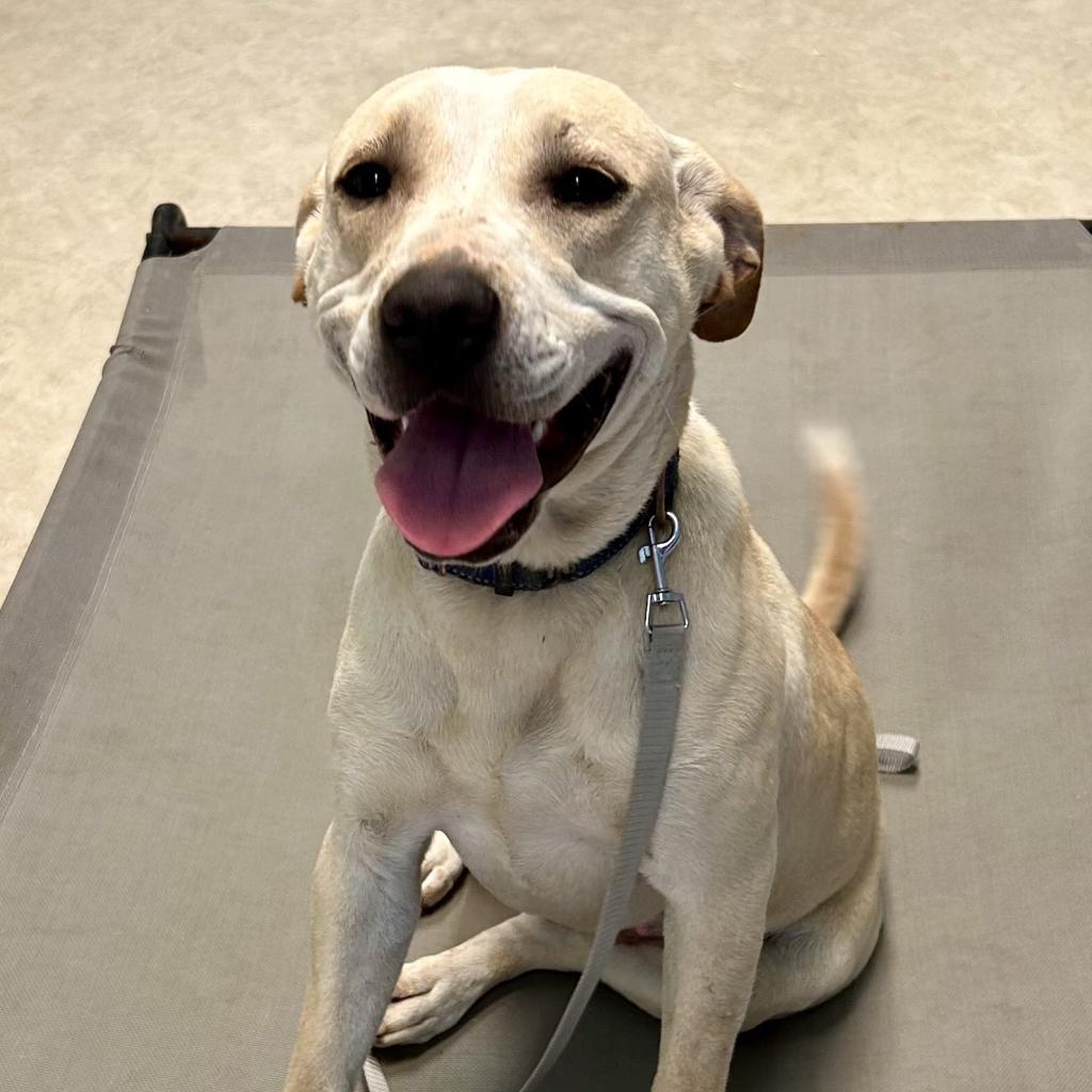 Enlarge May, a Adoptable Mixed Breed in Poplar Bluff, MO image 2/6