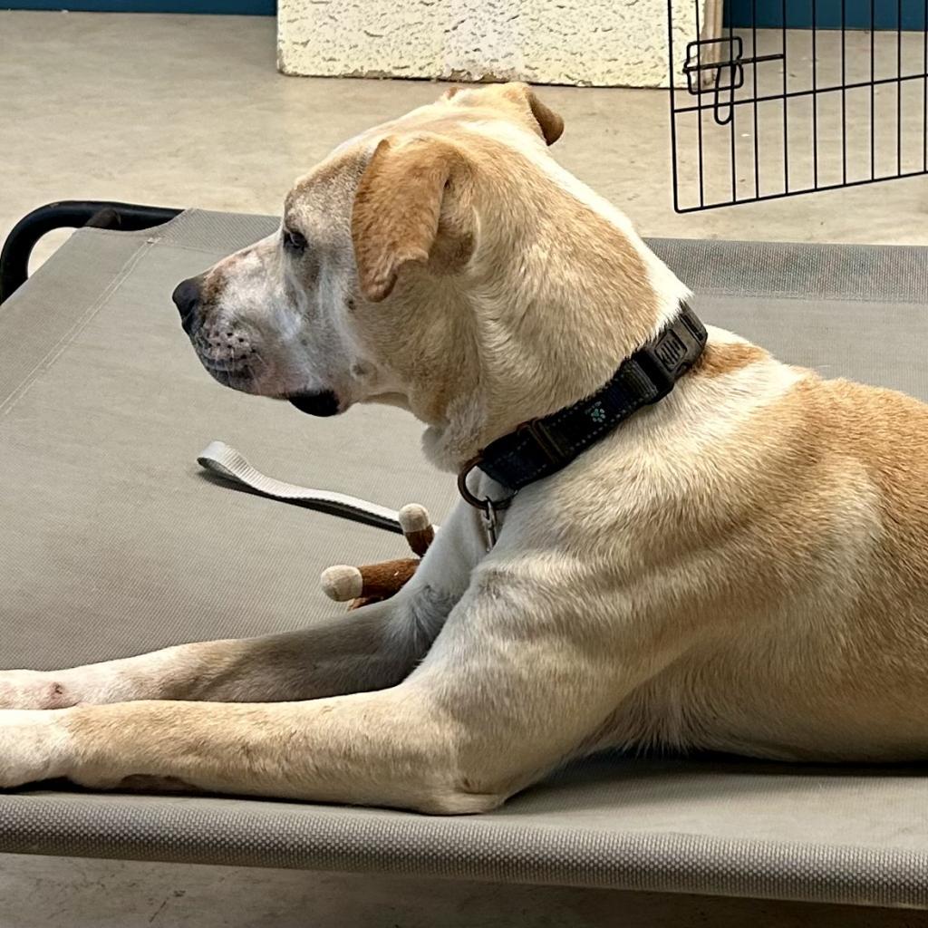 Enlarge May, a Adoptable Mixed Breed in Poplar Bluff, MO image 3/6