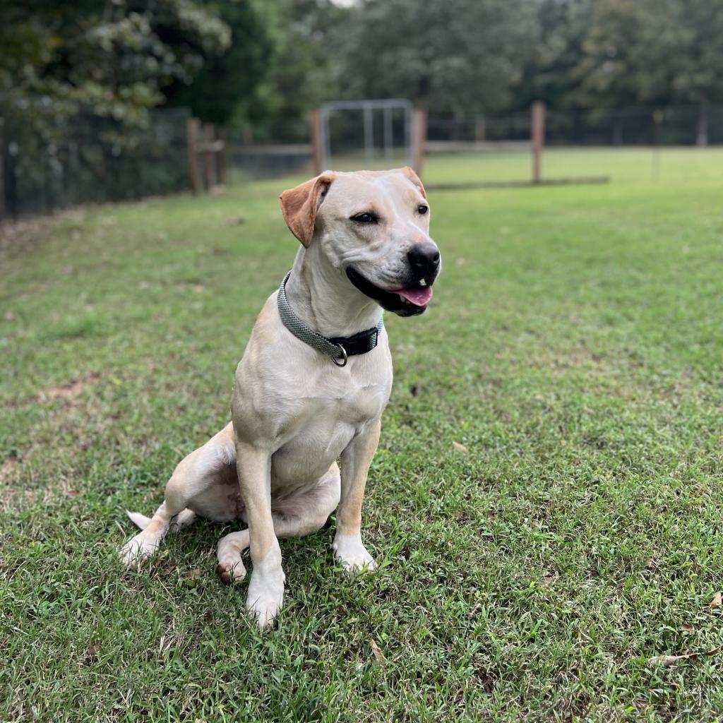 Enlarge May, a Adoptable Mixed Breed in Poplar Bluff, MO image 4/6