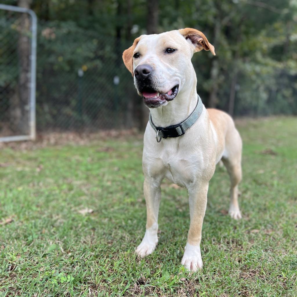Enlarge May, a Adoptable Mixed Breed in Poplar Bluff, MO image 5/6