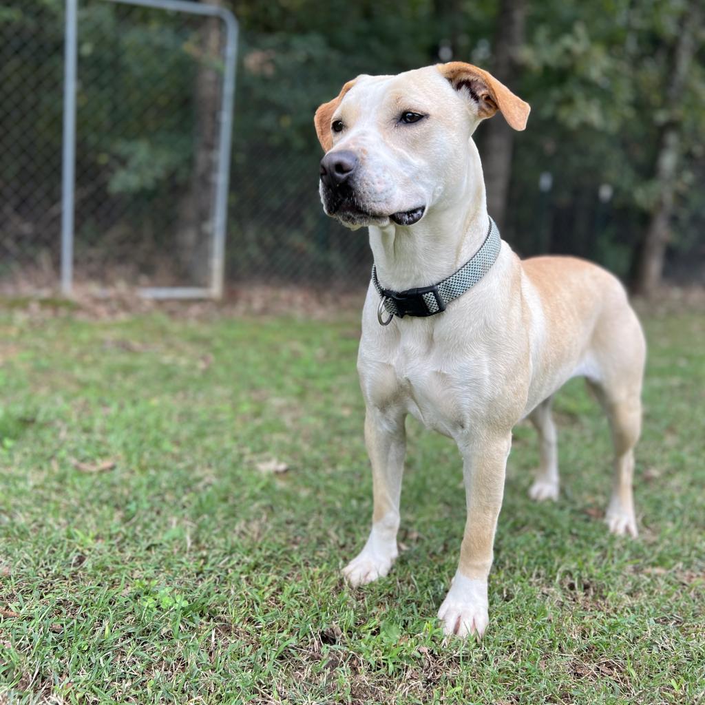 Enlarge May, a Adoptable Mixed Breed in Poplar Bluff, MO image 6/6