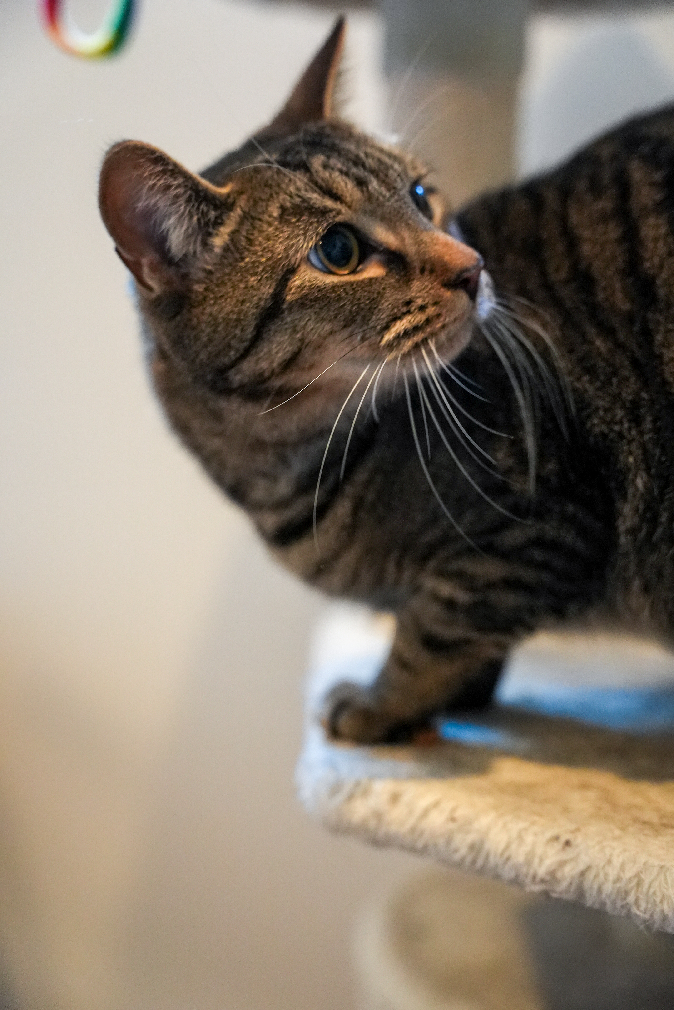 Enlarge Jax, a Adoptable Domestic Short Hair in River Edge, NJ image 8/12