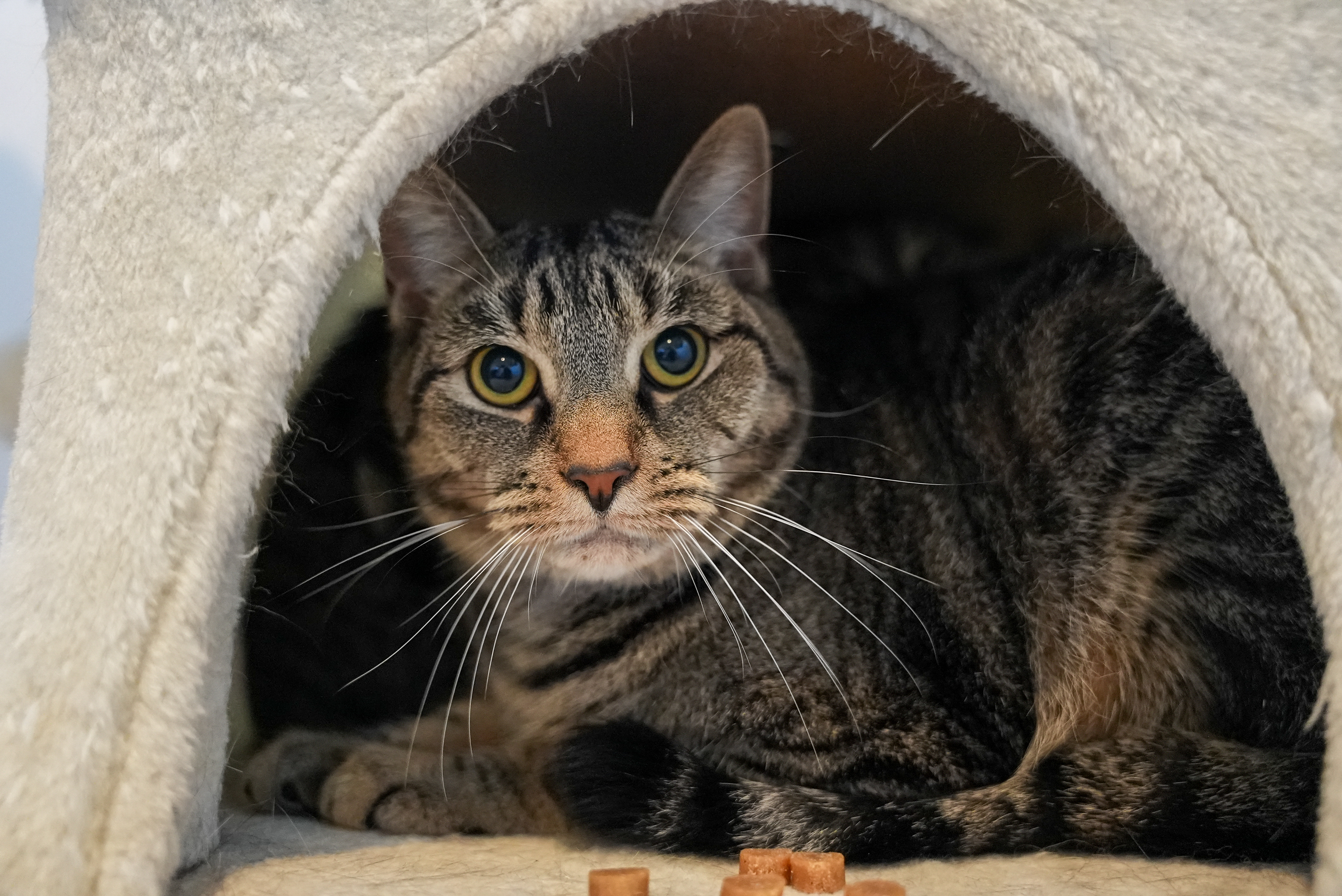 Enlarge Jax, a Adoptable Domestic Short Hair in River Edge, NJ image 1/12