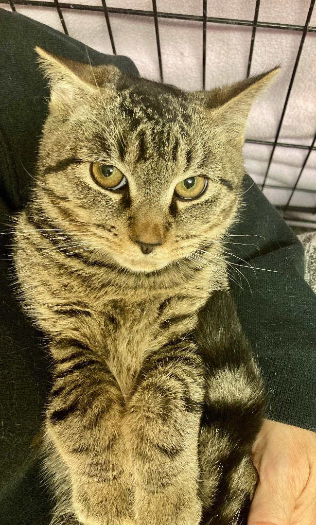 Enlarge Jax, a Adoptable Domestic Short Hair in River Edge, NJ image 9/12