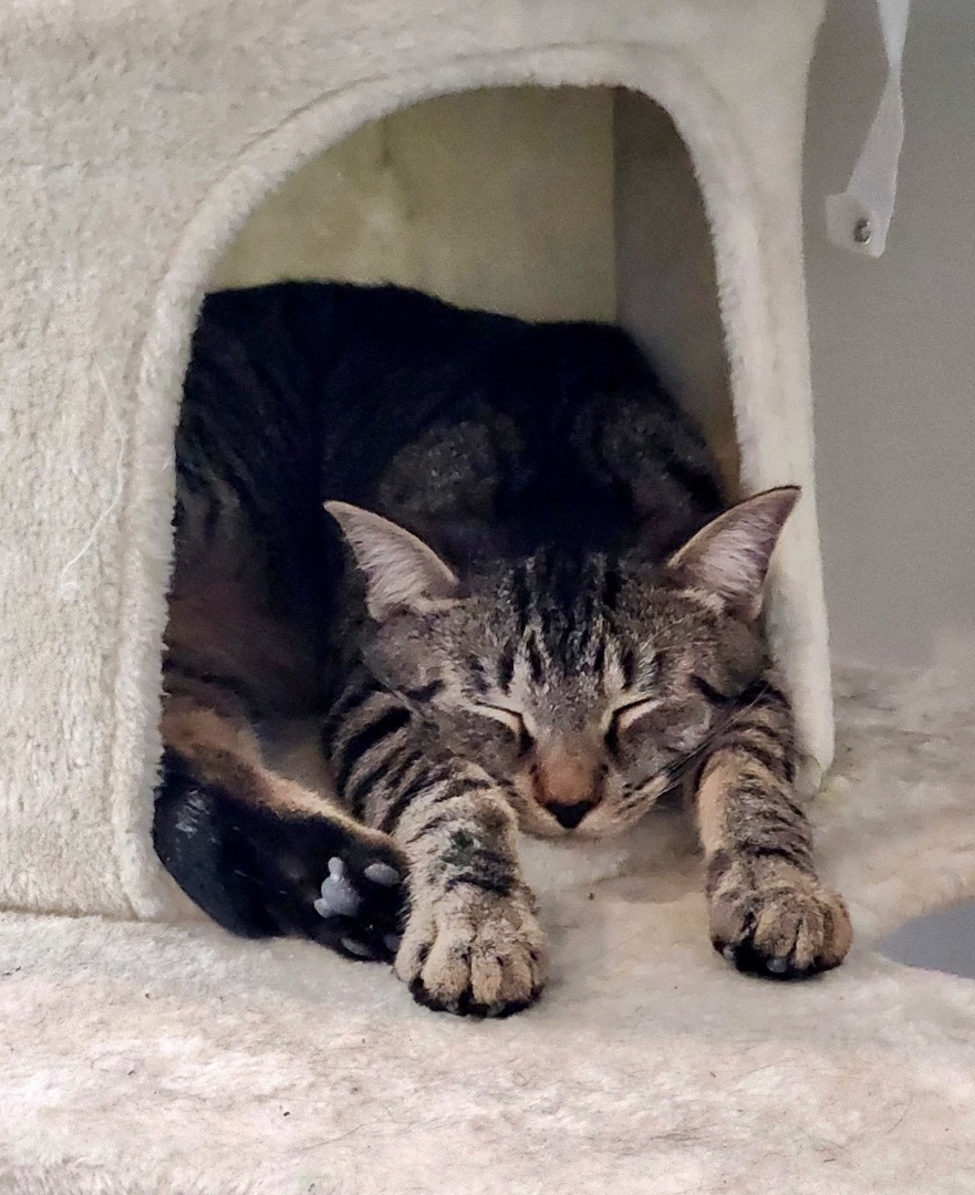 Enlarge Jax, a Adoptable Domestic Short Hair in River Edge, NJ image 11/12