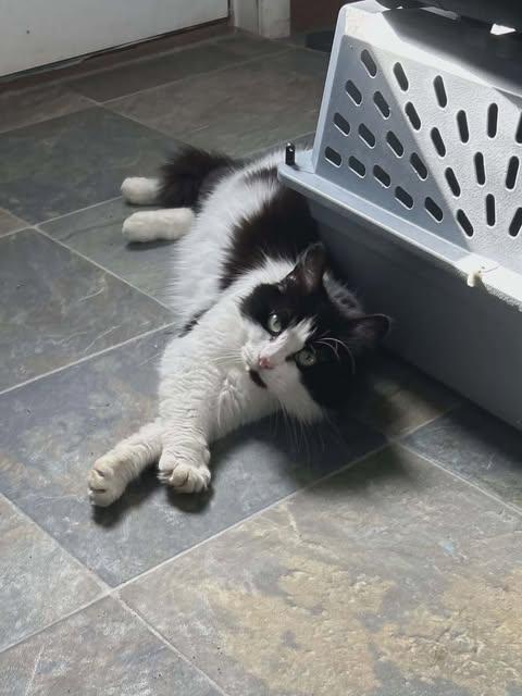 Enlarge Trudi, a ADOPTABLE Domestic Long Hair in Fulton, NY image 2/3