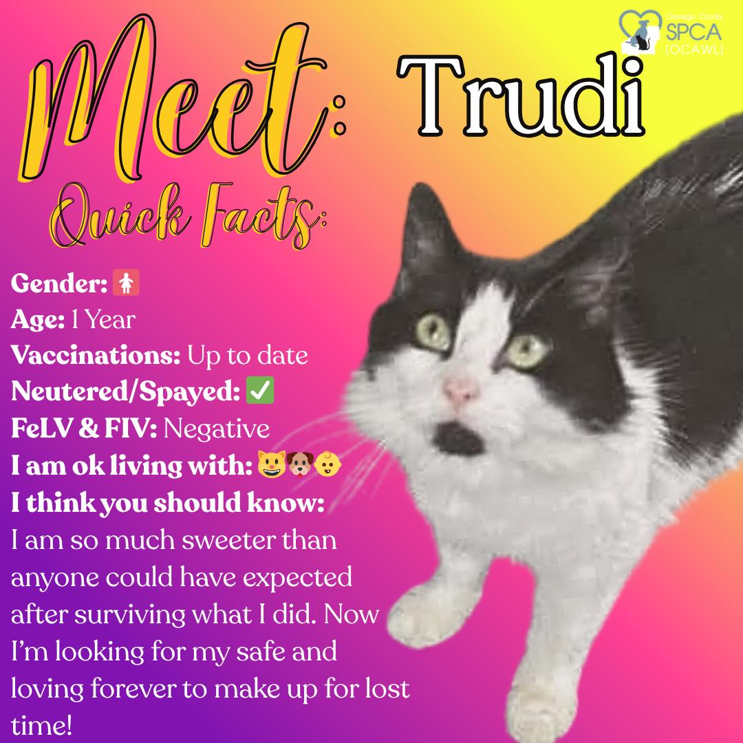 Trudi, ADOPTABLE, Adult Female Domestic Long Hair.